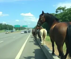 cavalos no acostamento