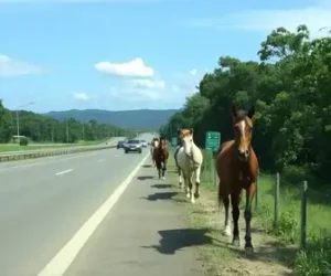 cavalos no acostamento